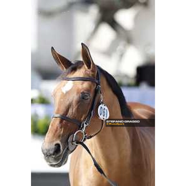 LGCT of Rome - Vet check - Ursula XII Rome - Stadio dei Marmi, 21st sep.2017 ph.Stefano Grasso/LGCT