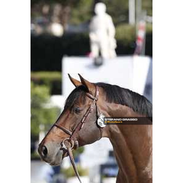 LGCT of Rome - Vet check - VDL Groep Verdi TN NOP Rome - Stadio dei Marmi, 21st sep.2017 ph.Stefano Grasso/LGCT