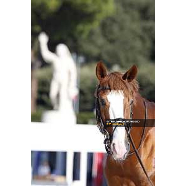 LGCT of Rome - Vet check - Funky Fred Rome - Stadio dei Marmi, 21st sep.2017 ph.Stefano Grasso/LGCT