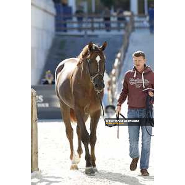 LGCT of Rome - Vet check - Don VHP Z Rome - Stadio dei Marmi, 21st sep.2017 ph.Stefano Grasso/LGCT