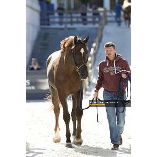 LGCT of Rome - Vet check - Don VHP Z Rome - Stadio dei Marmi, 21st sep.2017 ph.Stefano Grasso/LGCT