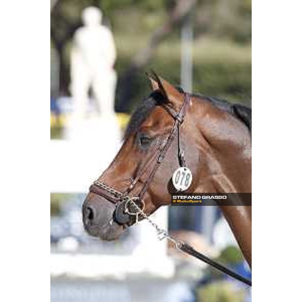 LGCT of Rome - Vet check - Capital Colnardo Rome - Stadio dei Marmi, 21st sep.2017 ph.Stefano Grasso/LGCT