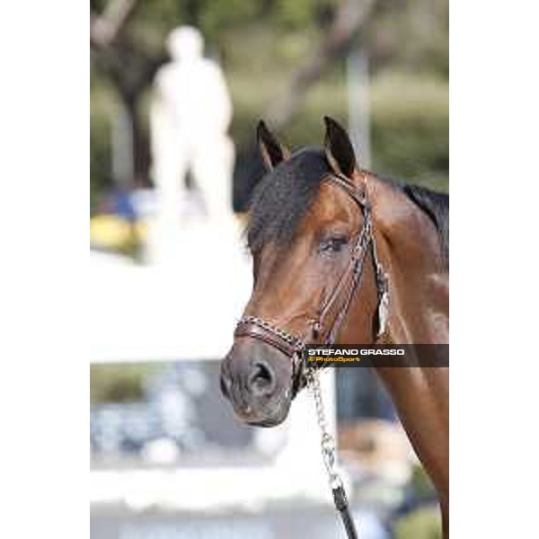 LGCT of Rome - Vet check - Capital Colnardo Rome - Stadio dei Marmi, 21st sep.2017 ph.Stefano Grasso/LGCT