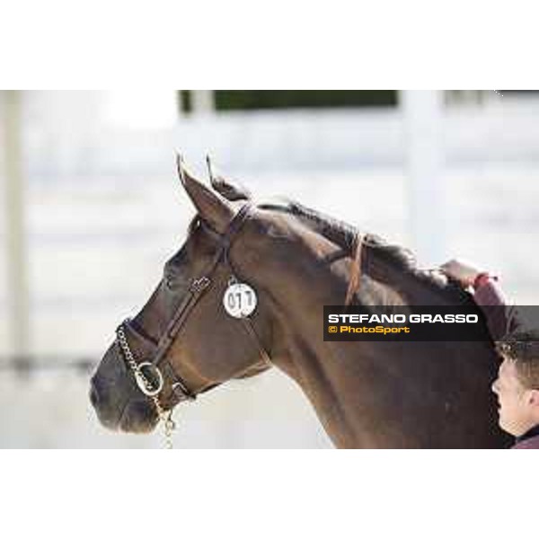 LGCT of Rome - Vet check - Don VHP Z Rome - Stadio dei Marmi, 21st sep.2017 ph.Stefano Grasso/LGCTLGCT of Rome - Vet check - Don VHP Z Rome - Stadio dei Marmi, 21st sep.2017 ph.Stefano Grasso/LGCT