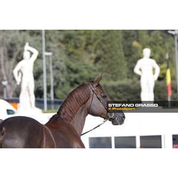 LGCT of Rome - Vet check - Don VHP Z Rome - Stadio dei Marmi, 21st sep.2017 ph.Stefano Grasso/LGCT