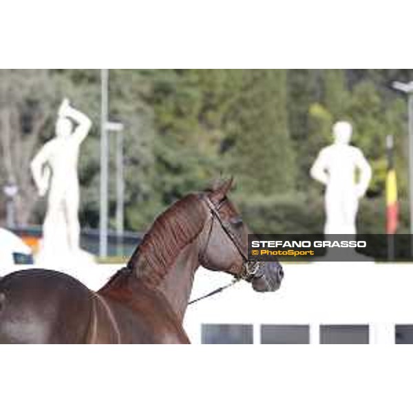 LGCT of Rome - Vet check - Don VHP Z Rome - Stadio dei Marmi, 21st sep.2017 ph.Stefano Grasso/LGCT