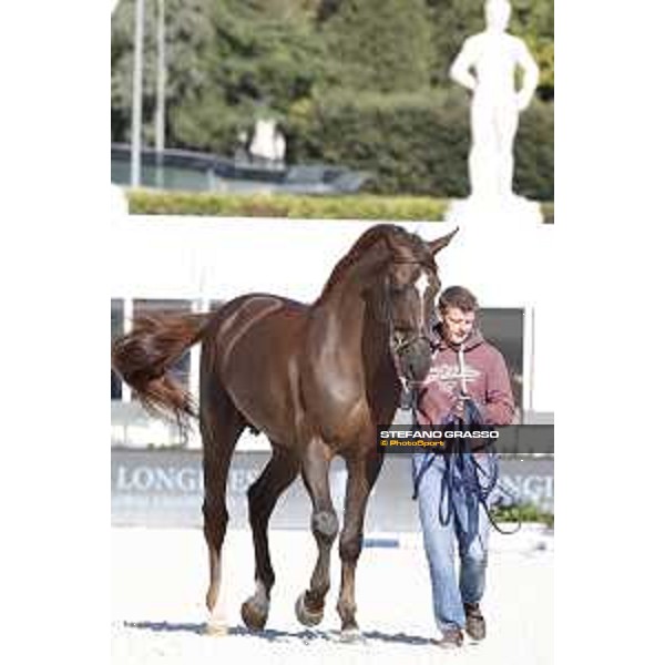 LGCT of Rome - Vet check - Don VHP Z Rome - Stadio dei Marmi, 21st sep.2017 ph.Stefano Grasso/LGCT