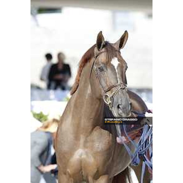 LGCT of Rome - Vet check - Don VHP Z Rome - Stadio dei Marmi, 21st sep.2017 ph.Stefano Grasso/LGCT