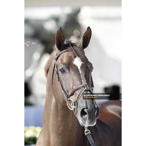 LGCT of Rome - Vet check - Don VHP Z Rome - Stadio dei Marmi, 21st sep.2017 ph.Stefano Grasso/LGCT