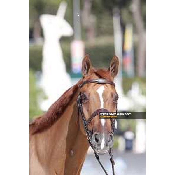 LGCT of Rome - Vet check - Chacco Kid Rome - Stadio dei Marmi, 21st sep.2017 ph.Stefano Grasso/LGCT
