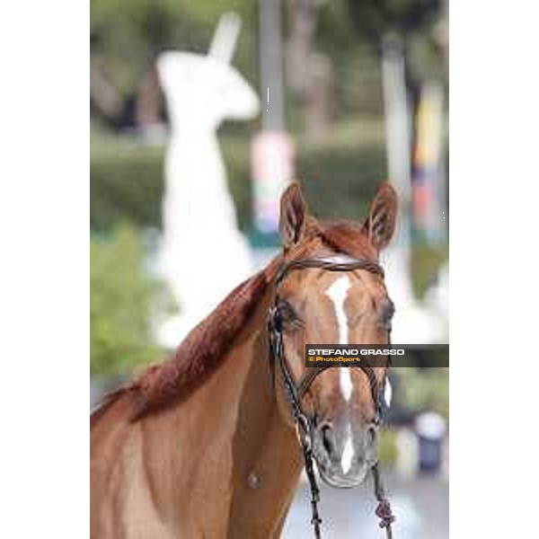 LGCT of Rome - Vet check - Chacco Kid Rome - Stadio dei Marmi, 21st sep.2017 ph.Stefano Grasso/LGCT