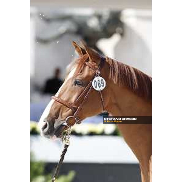 LGCT of Rome - Vet check - Chesall Zimequest Rome - Stadio dei Marmi, 21st sep.2017 ph.Stefano Grasso/LGCT