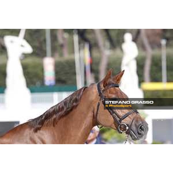 LGCT of Rome - Vet check - Wunschkind Rome - Stadio dei Marmi, 21st sep.2017 ph.Stefano Grasso/LGCT