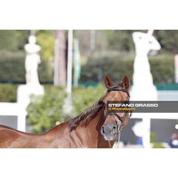 LGCT of Rome - Vet check - Wunschkind Rome - Stadio dei Marmi, 21st sep.2017 ph.Stefano Grasso/LGCT