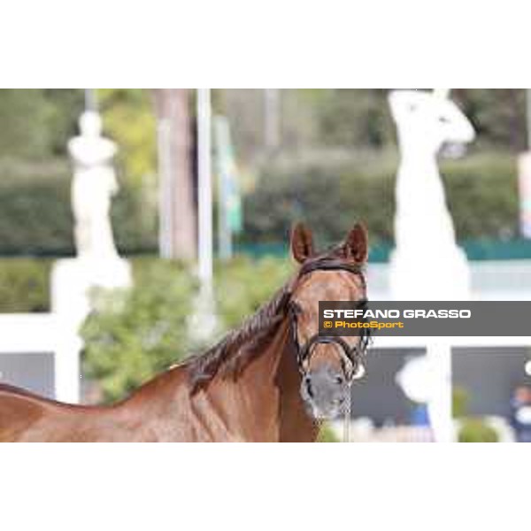 LGCT of Rome - Vet check - Wunschkind Rome - Stadio dei Marmi, 21st sep.2017 ph.Stefano Grasso/LGCT