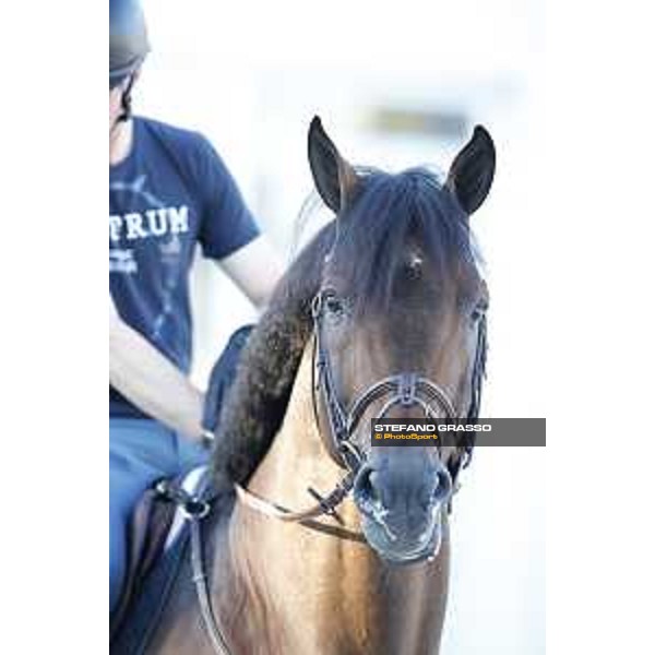 LGCT of Rome - Warm up - Capital Colnardo Rome - Stadio dei Marmi, 21st sep.2017 ph.Stefano Grasso/LGCT