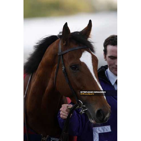 a close up for George Washington before the start of the Breeders\' Cup Classic at Monmouth Park racetrack Monmouth Park, 26th october 2007 ph. Stefano Grasso