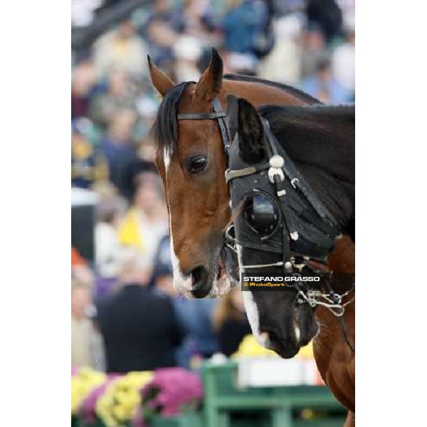 close up for Dylan Thomas and a pony before the Breeeder\'s Cup Turf at Monmouth Park racetrack Monmouth Park, 27th october 2007 ph. Stefano Grasso