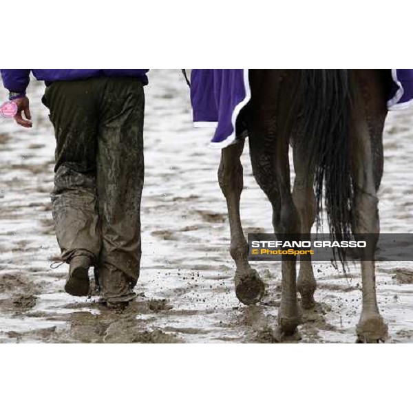 Ginger Punch with his groom comes back to the stable after winning the Breeders\' Cup Distaff at Monmouth Park racetrack Monmouth Park, 26th october 2007 ph. Stefano Grasso