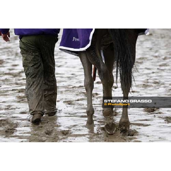 Ginger Punch with his groom comes back to the stable after winning the Breeders\' Cup Distaff at Monmouth Park racetrack Monmouth Park, 26th october 2007 ph. Stefano Grasso
