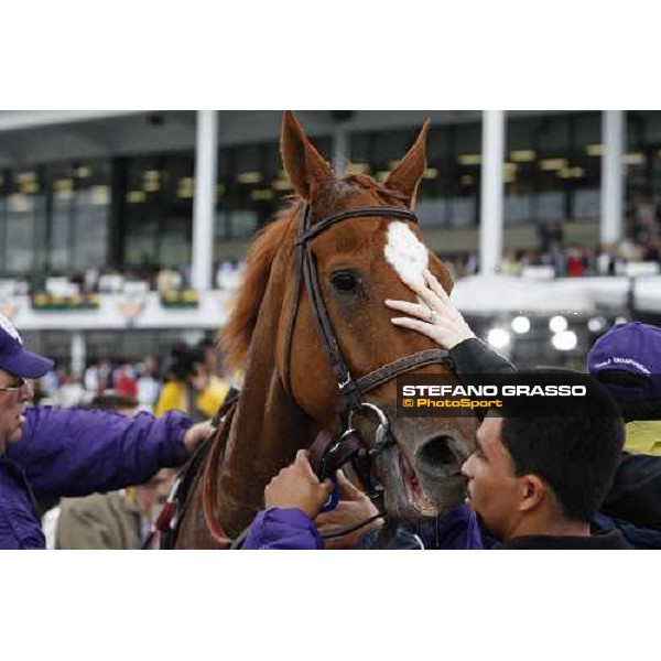 a caress to Ginger Punch after winning the Breeders\' Cup Distaff at Monmouth Park racetrack Monmouth Park, 27th october 2007 ph. Stefano Grasso