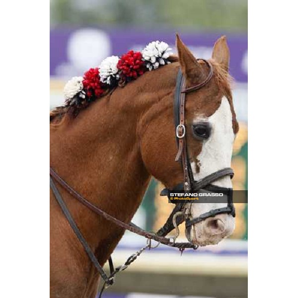 close up for a pony at Monmouth Park racetrack Monmouth Park, 27th october 2007 ph. Stefano Grasso