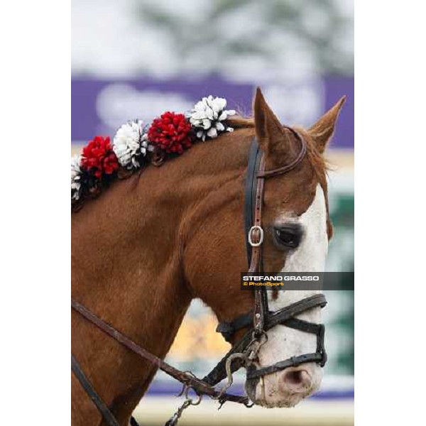 close up for a pony at Monmouth Park racetrack Monmouth Park, 27th october 2007 ph. Stefano Grasso