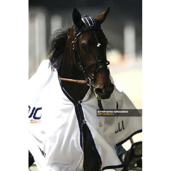 close up for Adrian Chip winner of Gran Premio Paolo e Orsino Orsi Mangelli Milan, 1st nov. 2007 ph. Stefano Grasso