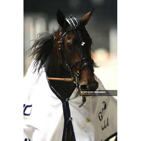 close up for Adrian Chip winner of Gran Premio Paolo e Orsino Orsi Mangelli Milan, 1st nov. 2007 ph. Stefano Grasso