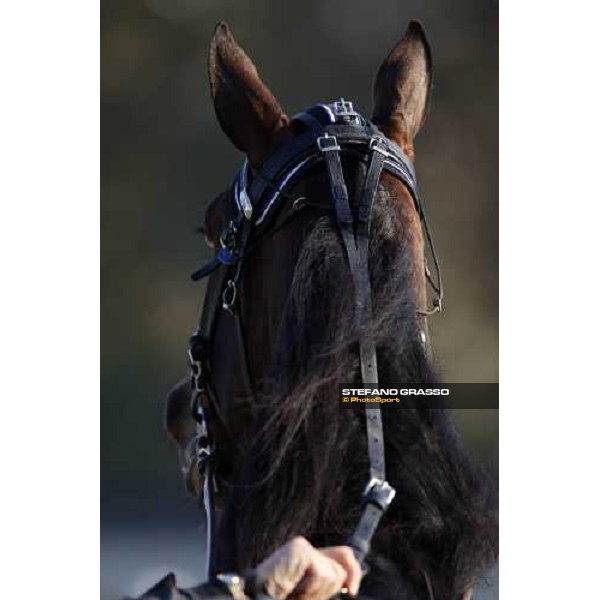 close up for Adrian Chip winner of the Premio Paolo e Orsino Orsi Mangelli Milan, 1st nov. 2007 ph. Stefano Grasso