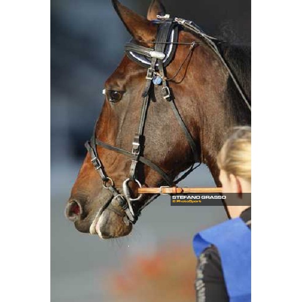 close up for Adrian Chip winner of the Premio Paolo e Orsino Orsi Mangelli - Filly Milan, 1st nov. 2007 ph. Stefano Grasso