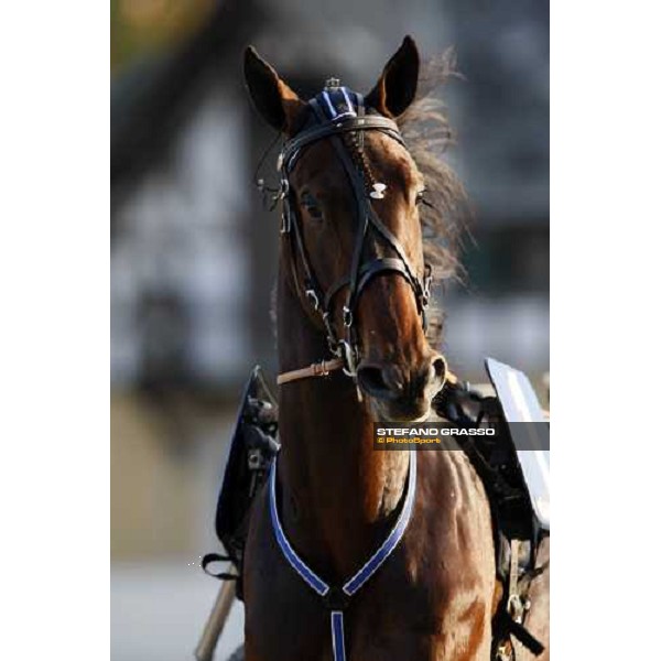close up for Adrian Chip winner of the Premio Paolo e Orsino Orsi Mangelli - Filly Milan, 1st nov. 2007 ph. Stefano Grasso
