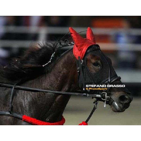 close up for Idole di Poggio winner of the Premio Paolo e Orsino Orsi Mangelli - Filly Milan, 1st nov. 2007 ph. Stefano Grasso
