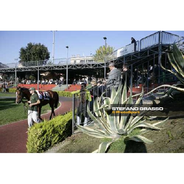 horses parading at Capannelle racetrack Rome, 4th nov. 2007 ph. Stefano Grasso