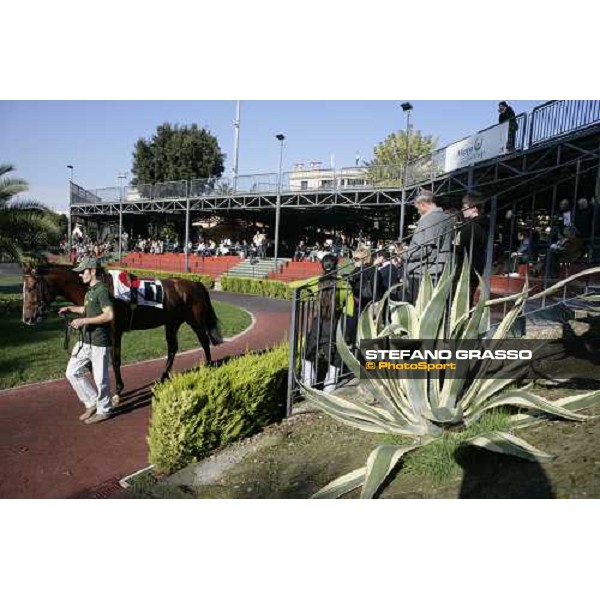 horse parading at Capannelle racetrack Rome, 4th nov. 2007 ph. Stefano Grasso