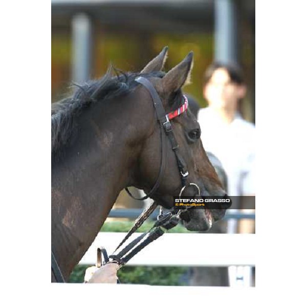 close up for Le Cadre Noir before the Premio Carlo e Francesco Aloisi Rome, 4th nov. 2007 ph. Stefano Grasso