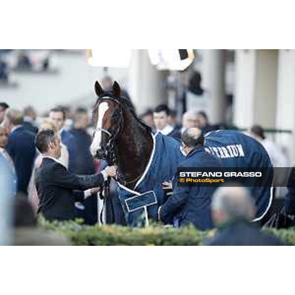 Royal Youmzain - Winner of the Gran Criterium Milano - San Siro racecourse 22nd octiber 2017 - ph.Stefano Grasso