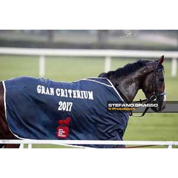 Royal Youmzain - Winner of the Gran Criterium Milano - San Siro racecourse 22nd octiber 2017 - ph.Stefano Grasso