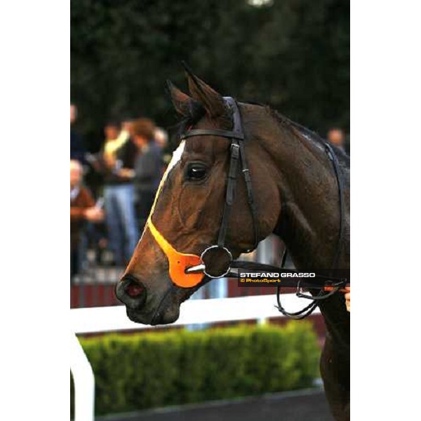 close up for Les Fazzani winner of Premio Giuseppe Valiani Rome, 4th nov. 2007 ph. Stefano Grasso