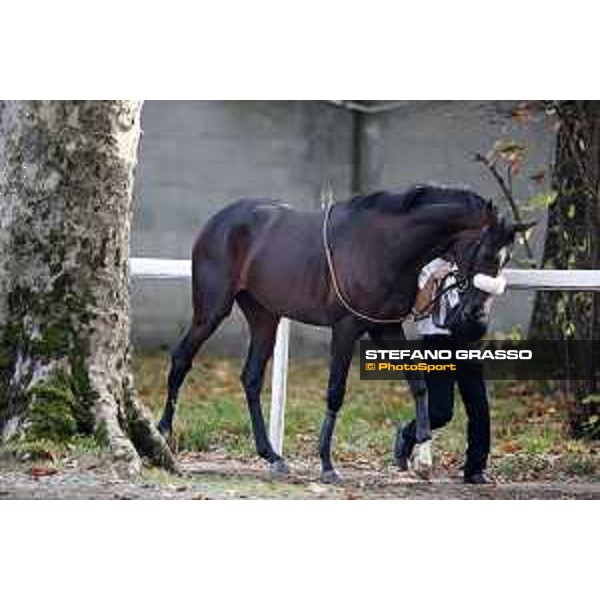 Full Drago Milano - San Siro racecourse 22nd octiber 2017 - ph.Stefano Grasso