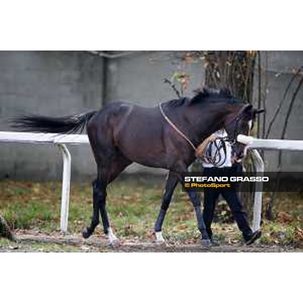 Full Drago Milano - San Siro racecourse 22nd octiber 2017 - ph.Stefano Grasso
