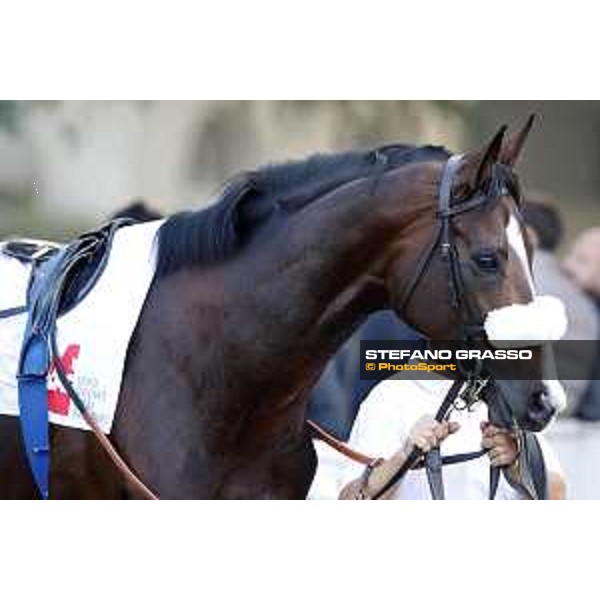 Full Drago Milano - San Siro racecourse 22nd octiber 2017 - ph.Stefano Grasso