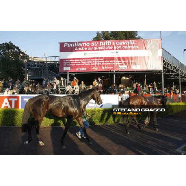 horses coming back to the stabe after the race at Capannelle racetrack Rome, 4th nov. 2007 ph. Stefano Grasso