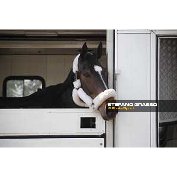 LGCT of Doha - Horses Arrivals - Ensor de Litrange XII - Doha, Al Shaqab - 7 November 2017 - ph.Stefano Grasso/LGCT