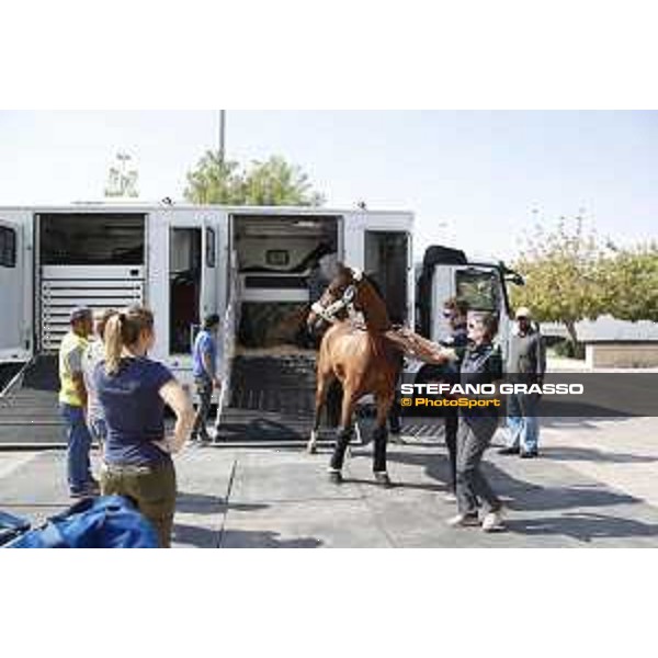 LGCT of Doha - Horses Arrivals - - Doha, Al Shaqab - 7 November 2017 - ph.Stefano Grasso/LGCT