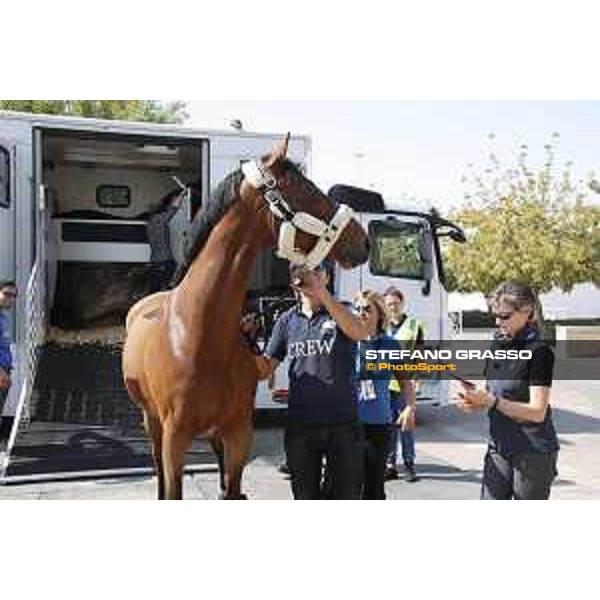 LGCT of Doha - Horses Arrivals - Frances Heskeh Jones Triulzi - Doha, Al Shaqab - 7 November 2017 - ph.Stefano Grasso/LGCT