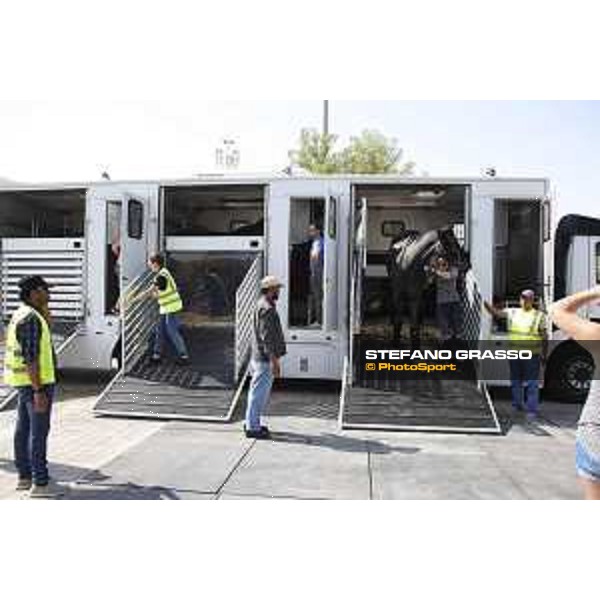 LGCT of Doha - Horses Arrivals - - Doha, Al Shaqab - 7 November 2017 - ph.Stefano Grasso/LGCT