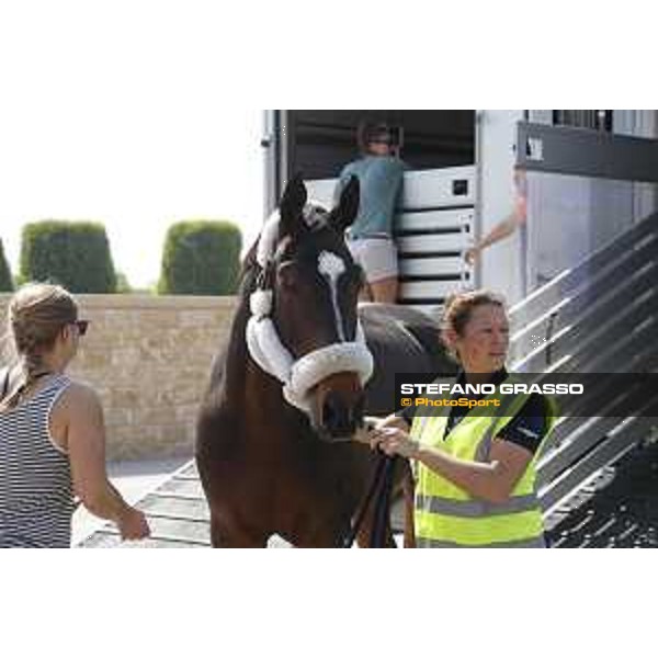 LGCT of Doha - Horses Arrivals - Ensor de Litrange XII - Camille Brejon - Doha, Al Shaqab - 7 November 2017 - ph.Stefano Grasso/LGCT