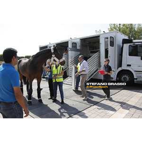 LGCT of Doha - Horses Arrivals - Ensor de Litrange XII - Doha, Al Shaqab - 7 November 2017 - ph.Stefano Grasso/LGCT