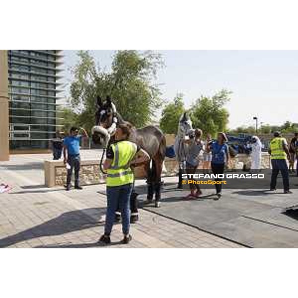LGCT of Doha - Horses Arrivals - - Doha, Al Shaqab - 7 November 2017 - ph.Stefano Grasso/LGCT